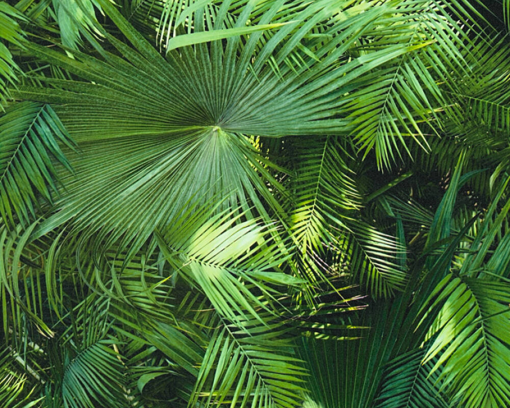 A.S. Création Wallpaper «Jungle, 3D, Black, Green» 362001 - Perth Wallpaper